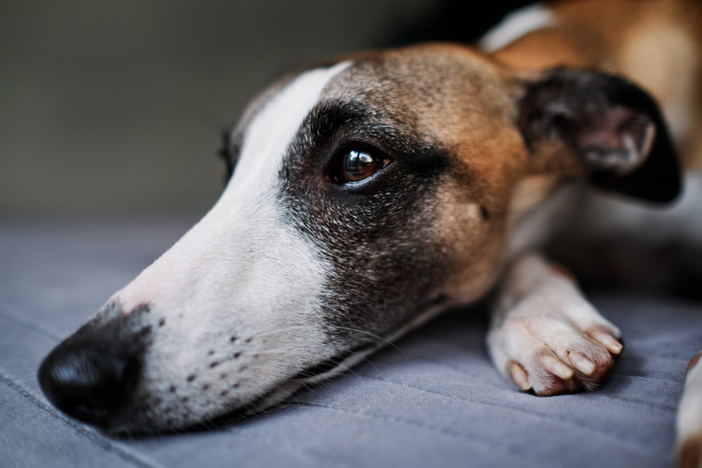 a close up of a dog laying on a bed