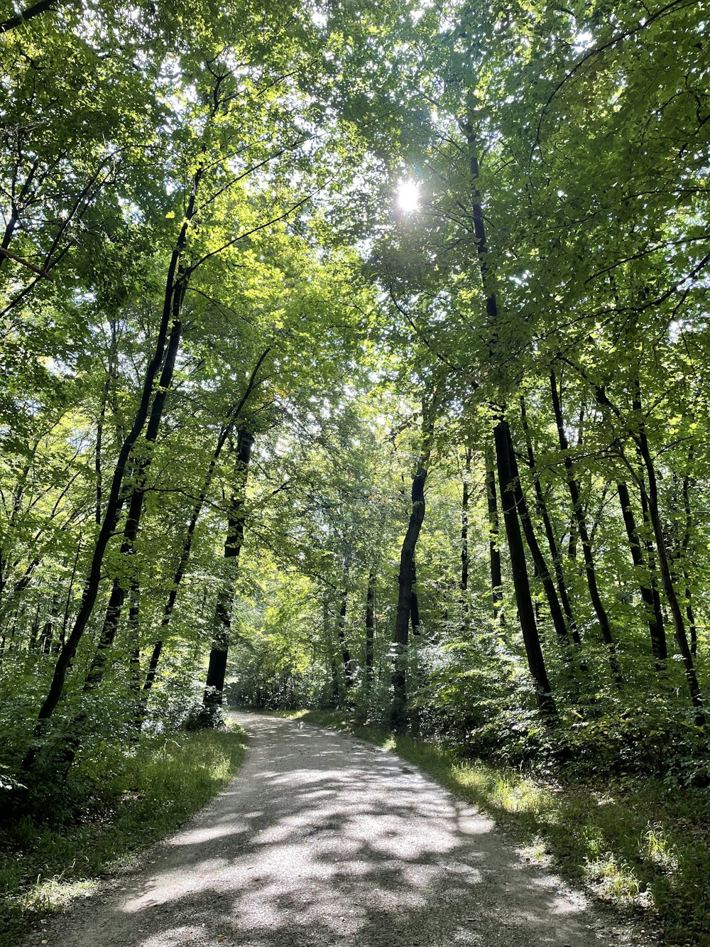 a dirt road in the middle of a forest