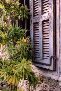 A wooden shuttered window is partially closed on a rustic building facade. Lush green foliage with pointed leaves grows close to the wall, adding a touch of nature to the scene. The wood of the shutters appears weathered, showing blue and gray tones, while the stone wall has a rough texture.