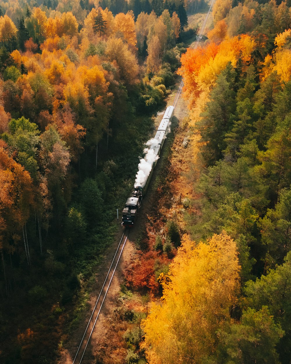 a train traveling through a forest filled with trees