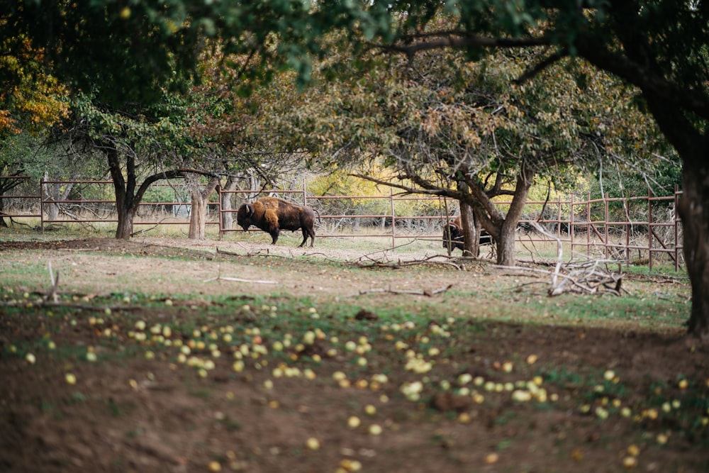 a bison in a fenced in area surrounded by trees