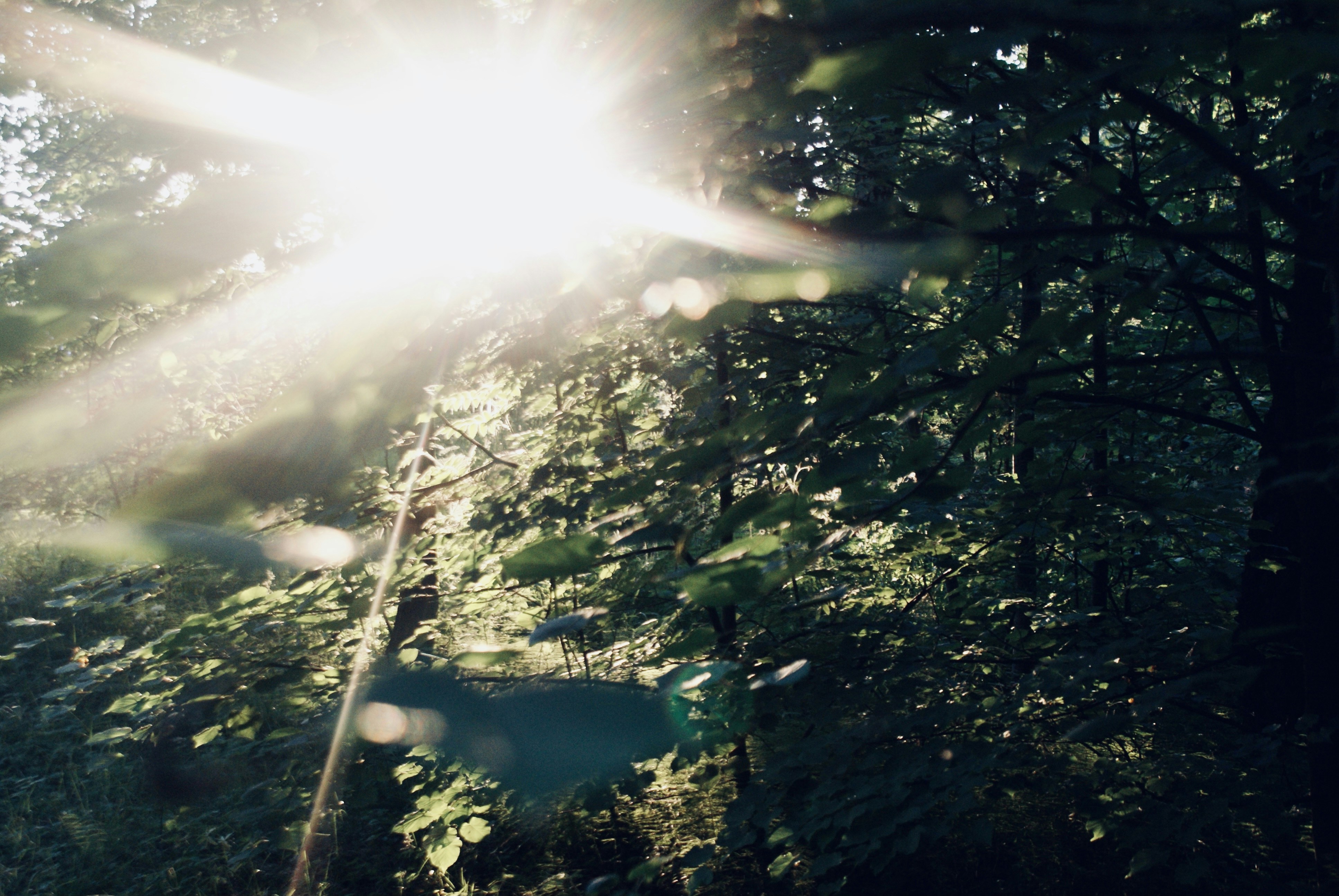 the sun is shining through the trees in the forest