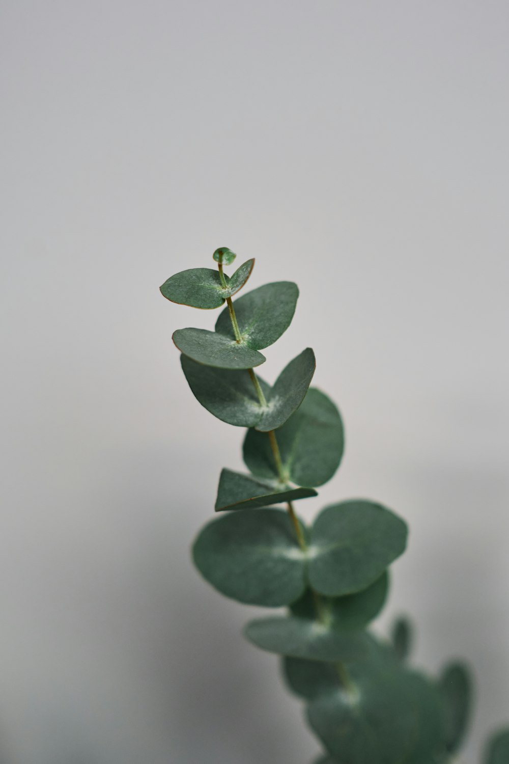 a close up of a green plant with leaves