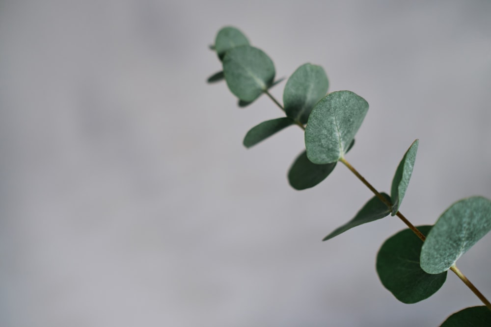 a close up of a plant with leaves