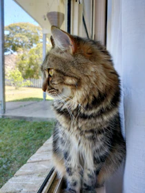 A fluffy Maine Coon perched gracefully on a windowsill overlooking the garden.