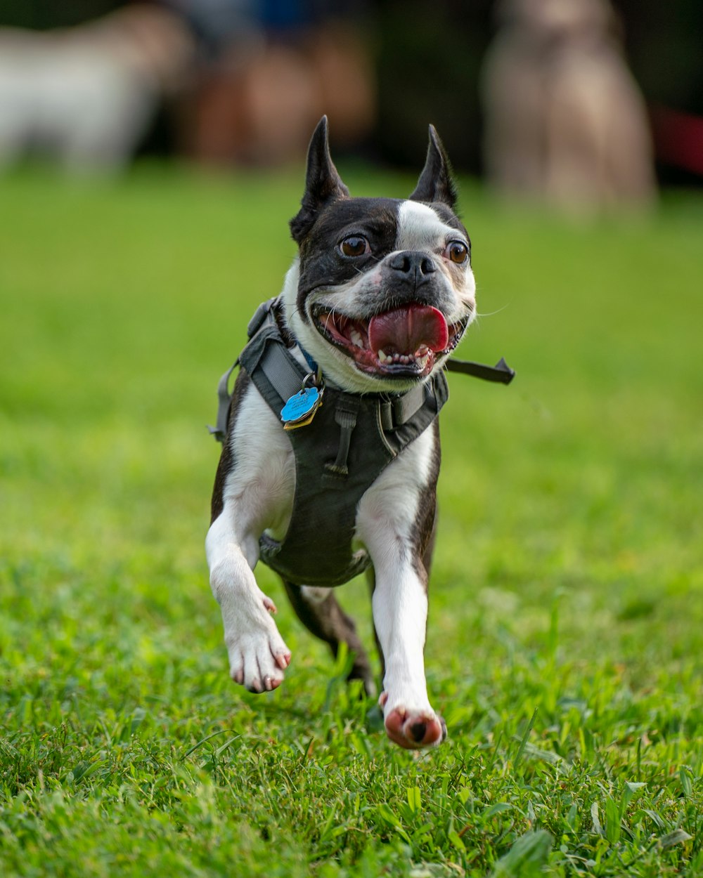 a small black and white dog running in the grass