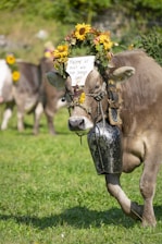 A cheerful cow surrounded by financial documents and calculators.