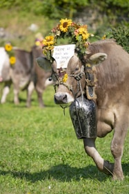 A cheerful cow surrounded by financial documents and calculators.