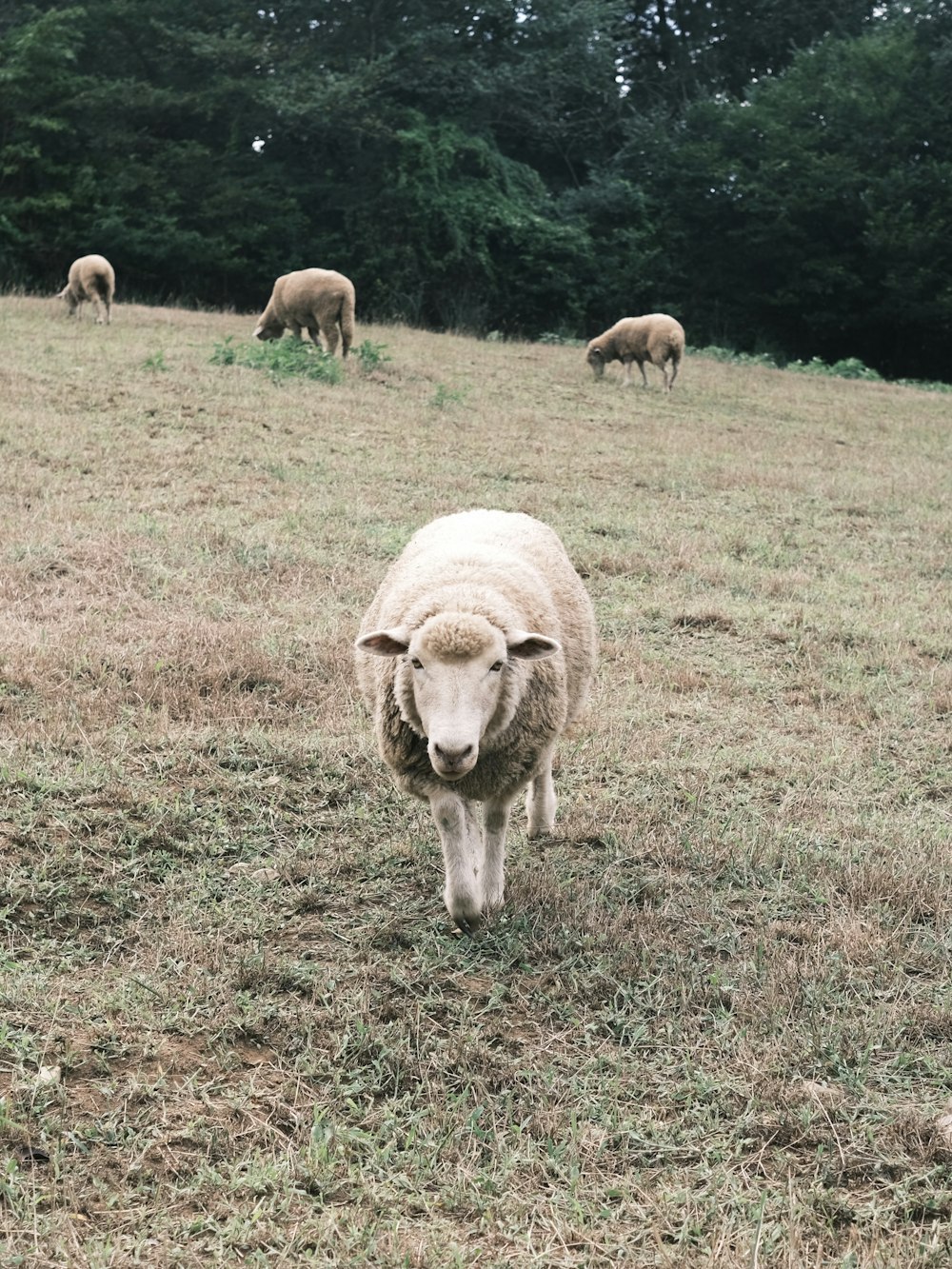 a group of sheep grazing in a field