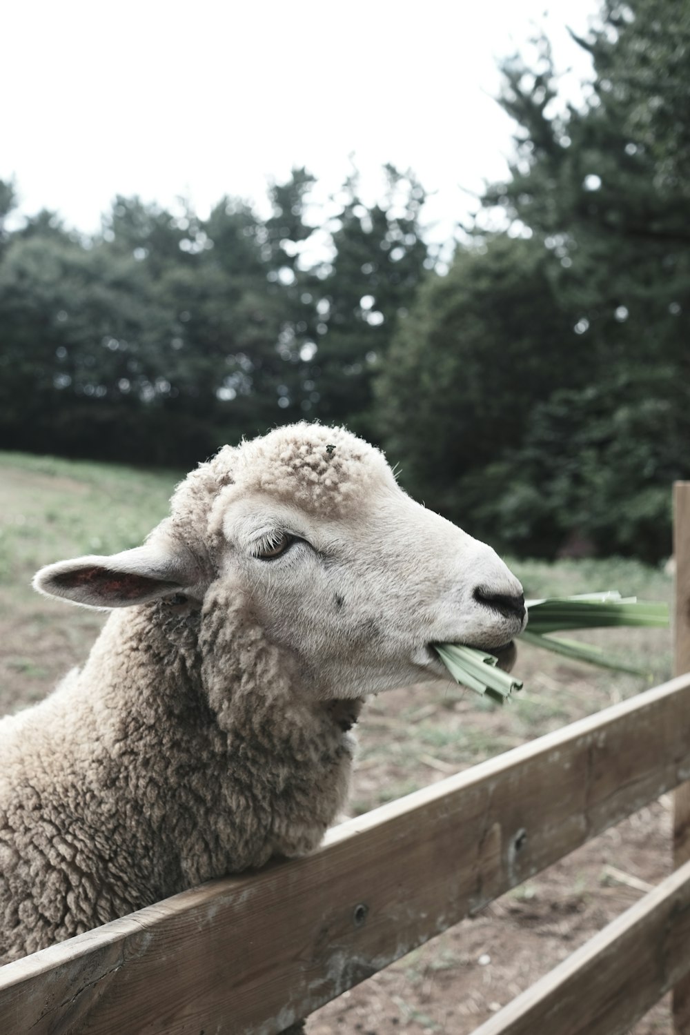 a sheep with a bunch of grass in its mouth