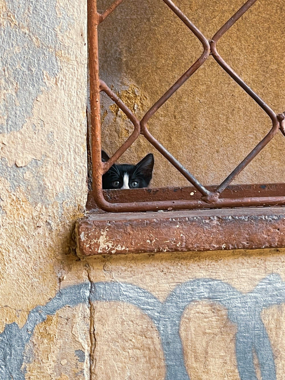 a black and white cat peeking out of a window