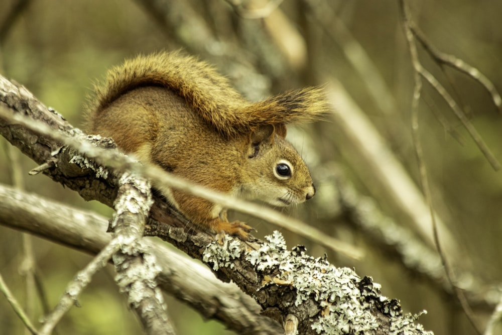 a squirrel is sitting on a tree branch