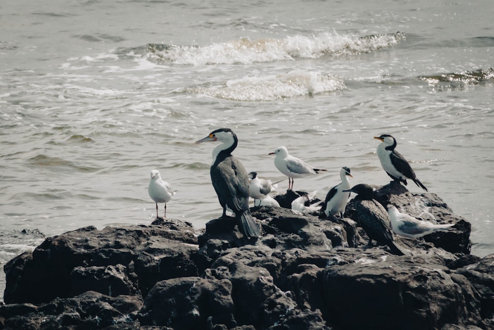 a flock of birds sitting on top of a rock near the ocean