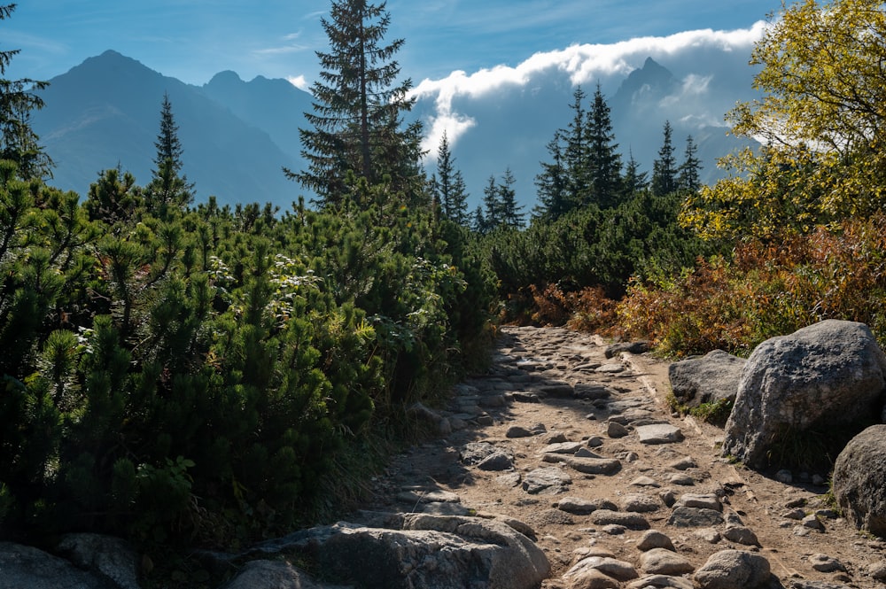 Un sentiero in montagna con rocce e alberi
