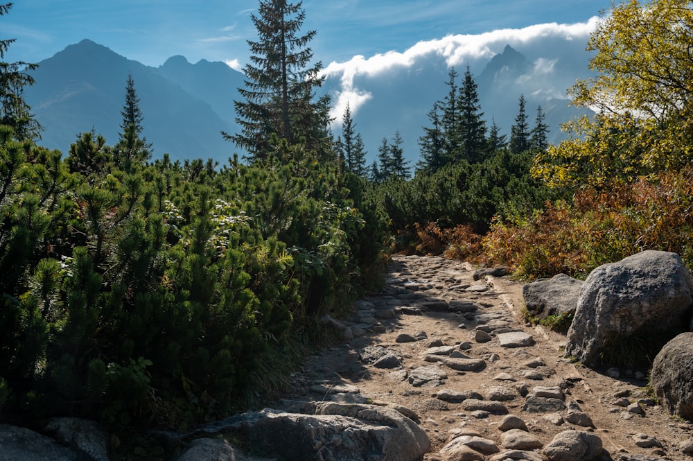 a trail in the mountains with rocks and trees