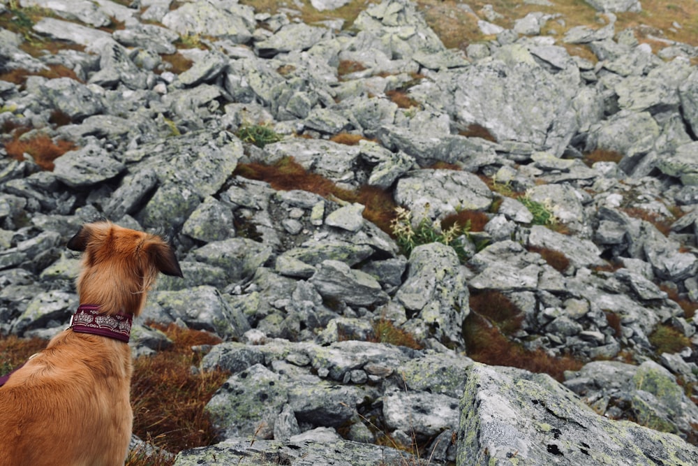 a brown dog standing on top of a rocky hillside