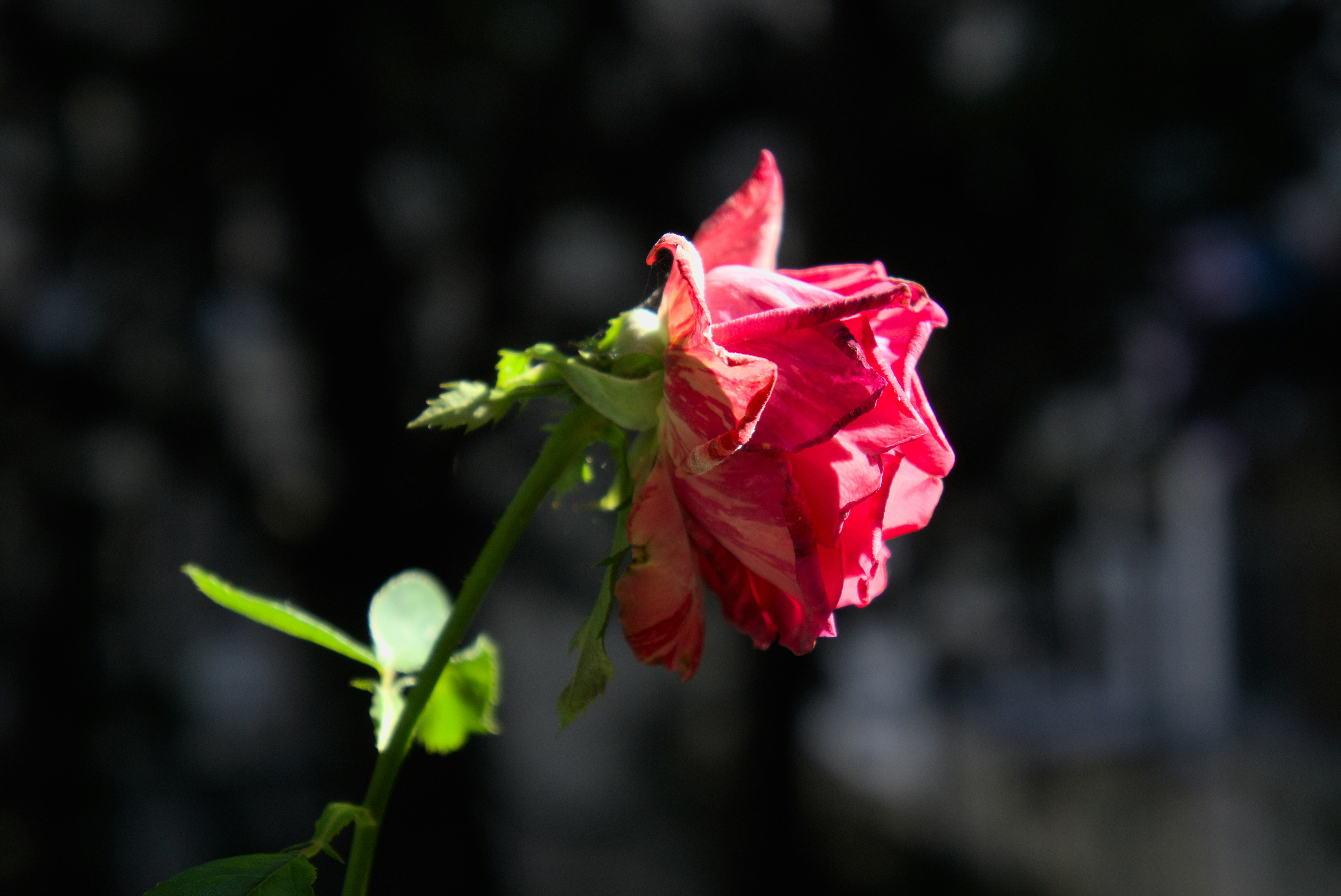 Photo by robertricker