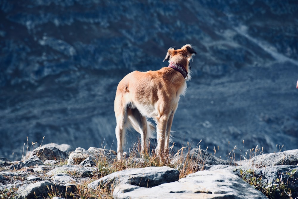 a brown dog standing on top of a rocky hillside