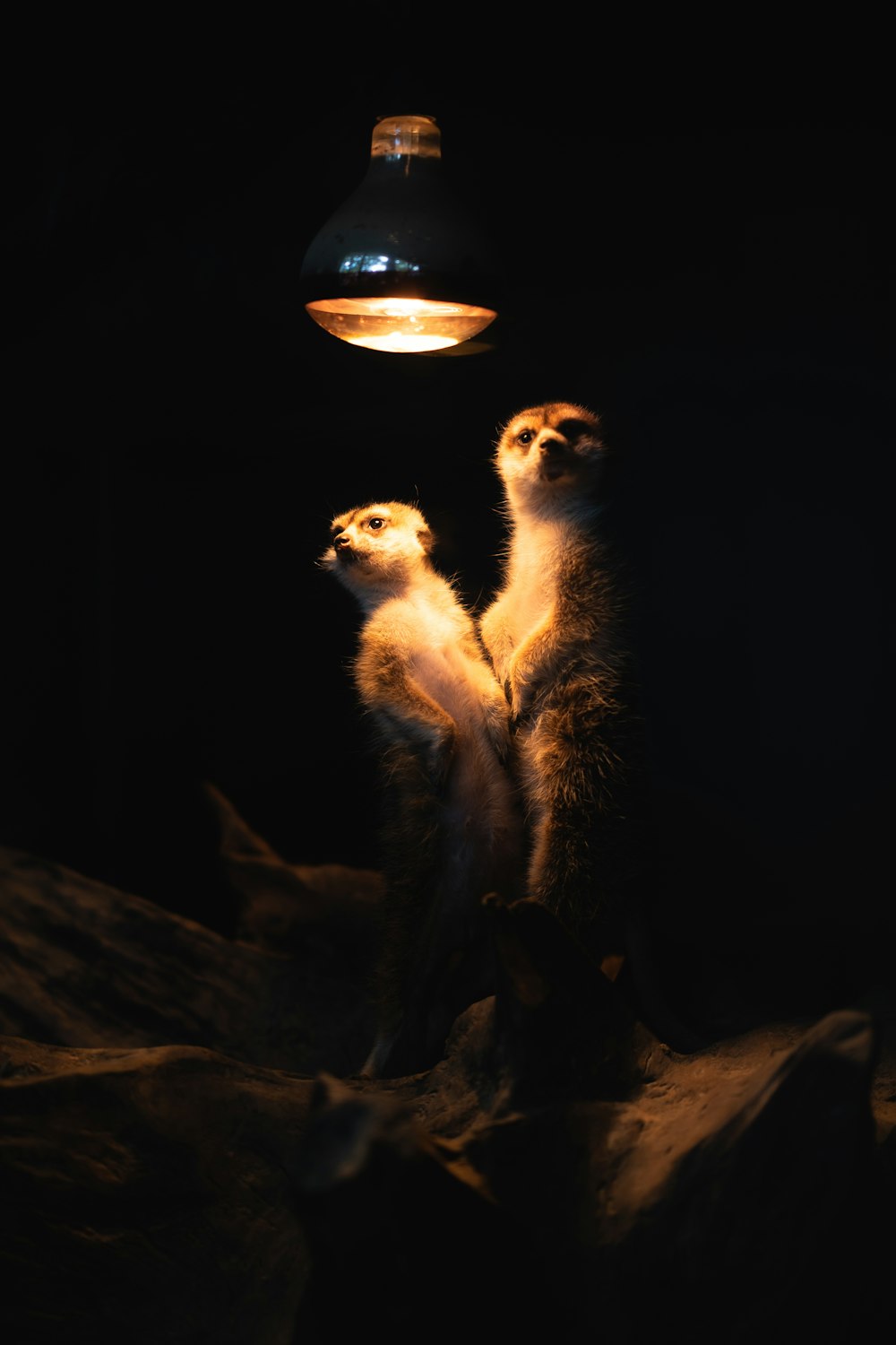 two meerkats standing next to each other in the dark