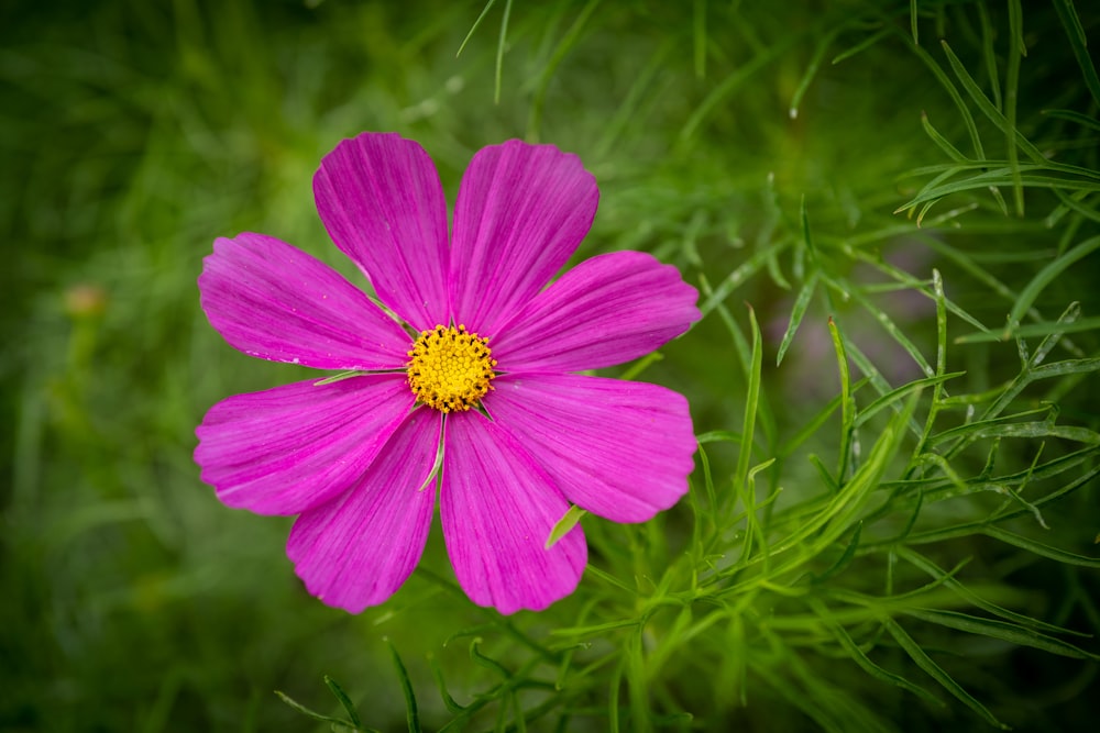 a pink flower with a yellow center in a field