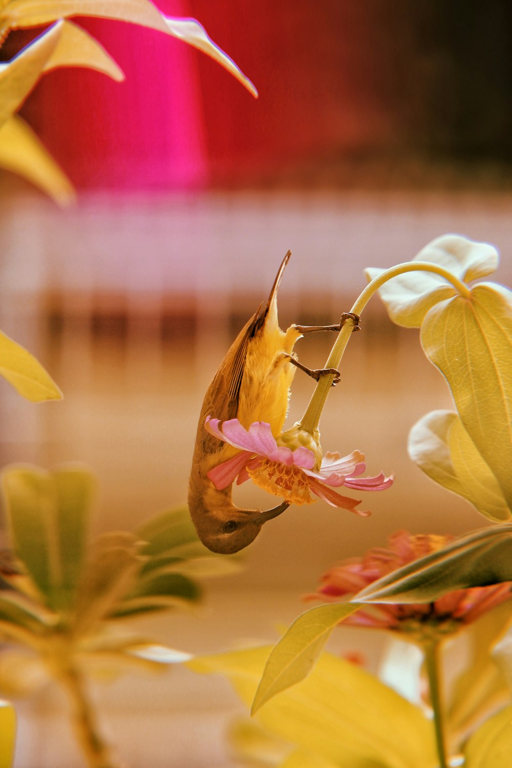 a close up of a flower with a bug on it