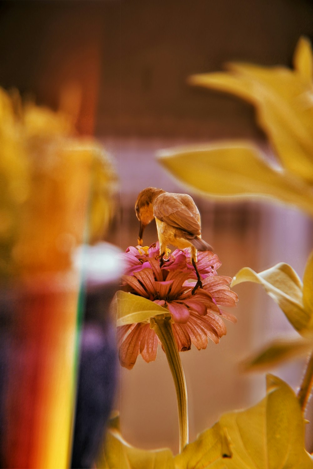 a small bird sitting on top of a pink flower