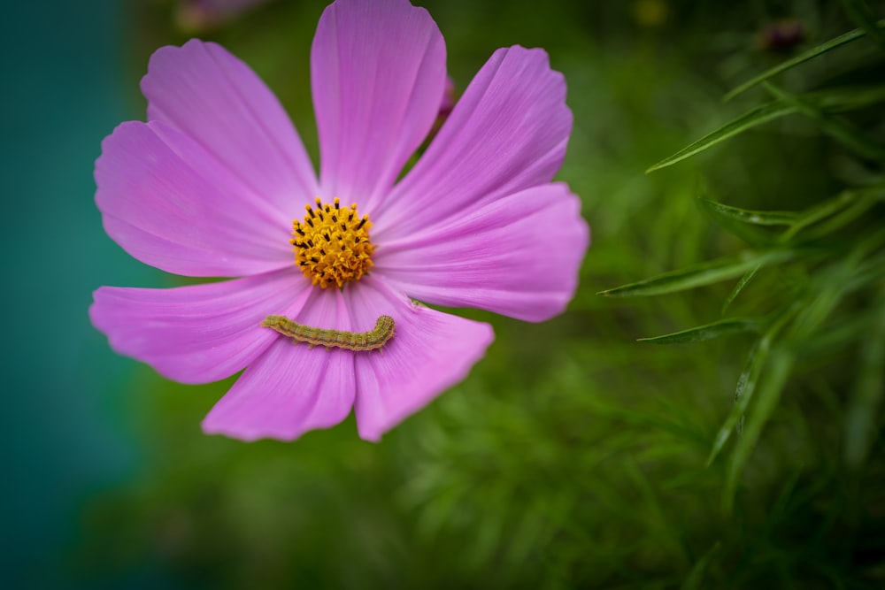 a pink flower with a caterpillar on it