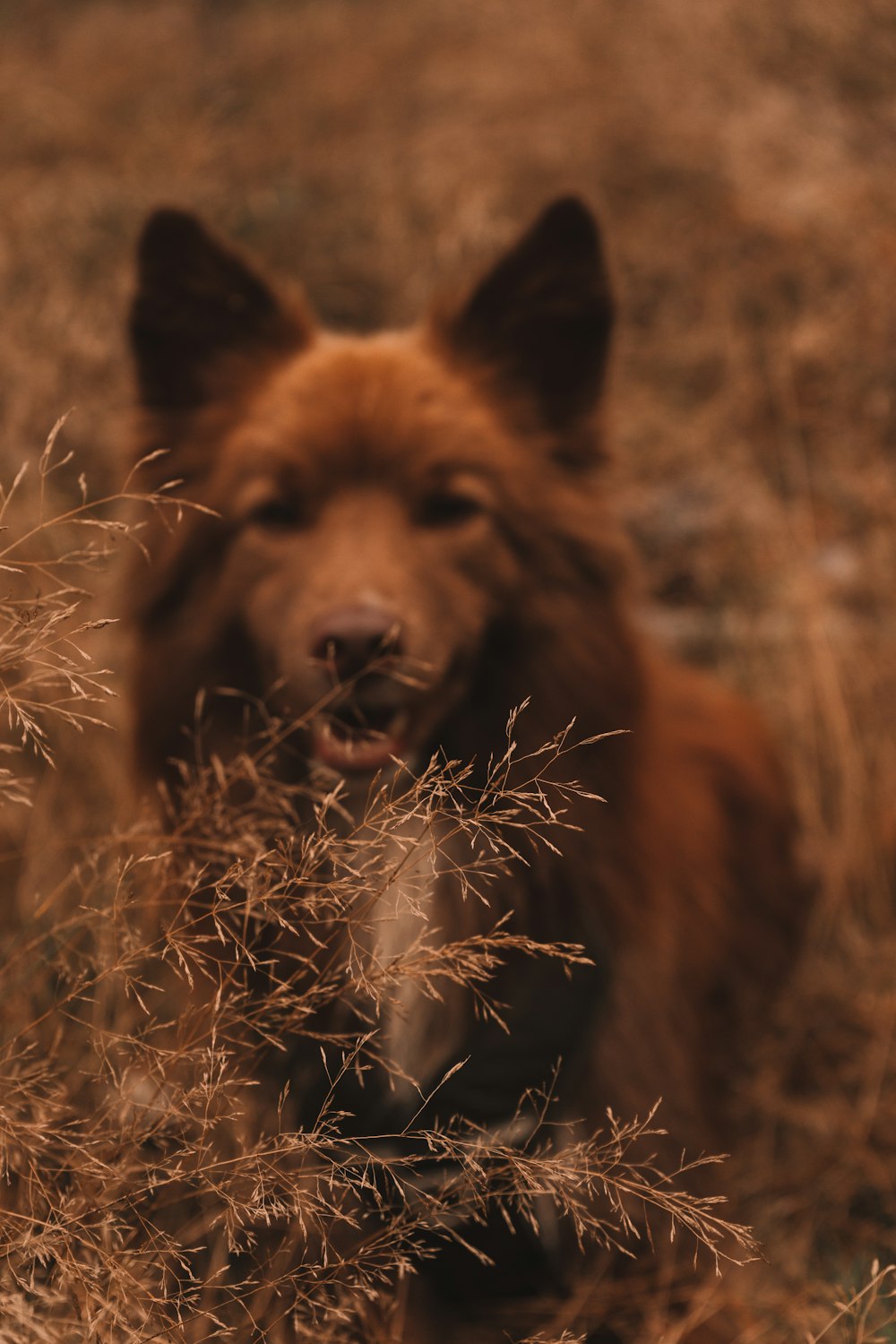 a brown dog standing in a dry grass field