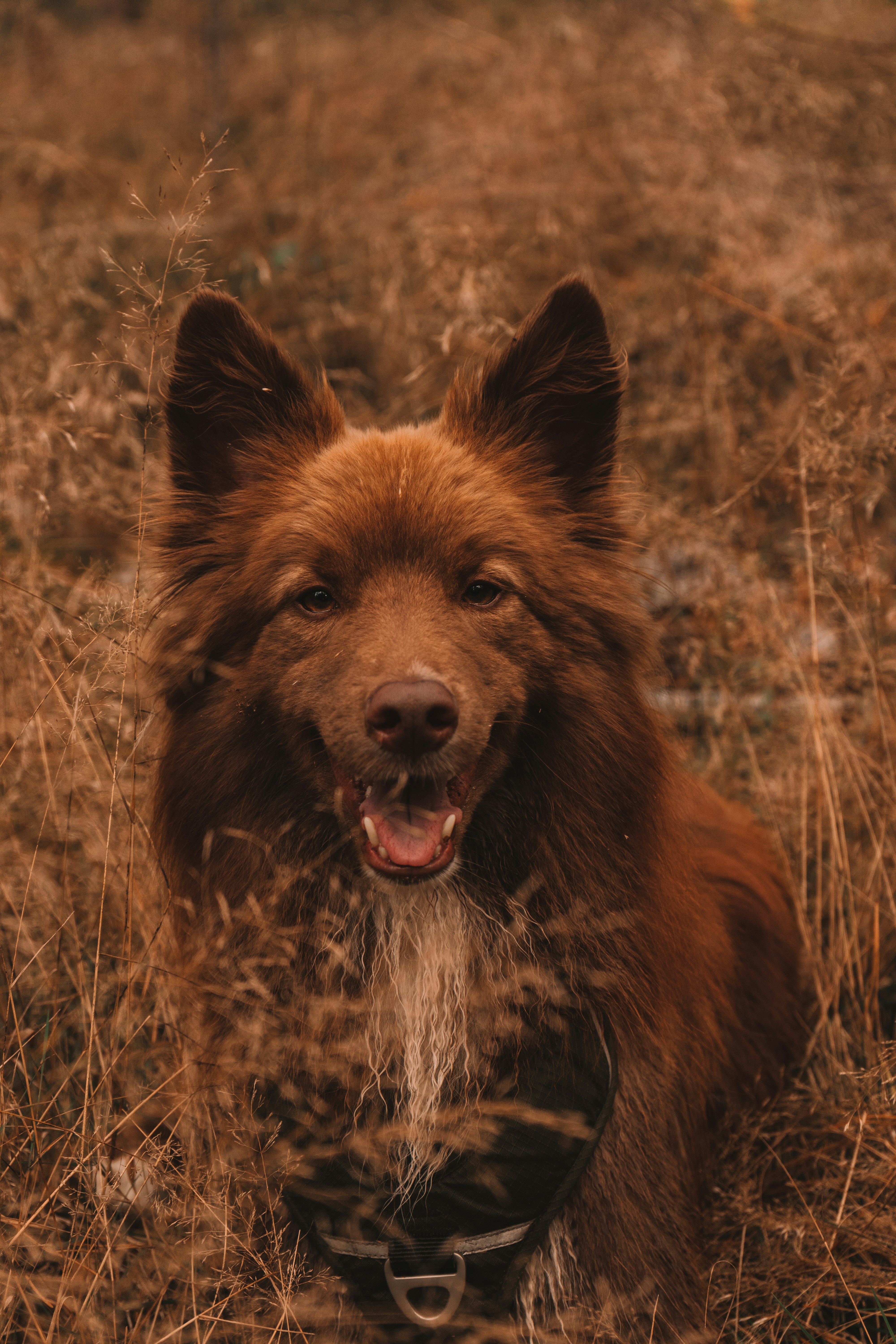a brown dog is sitting in a field