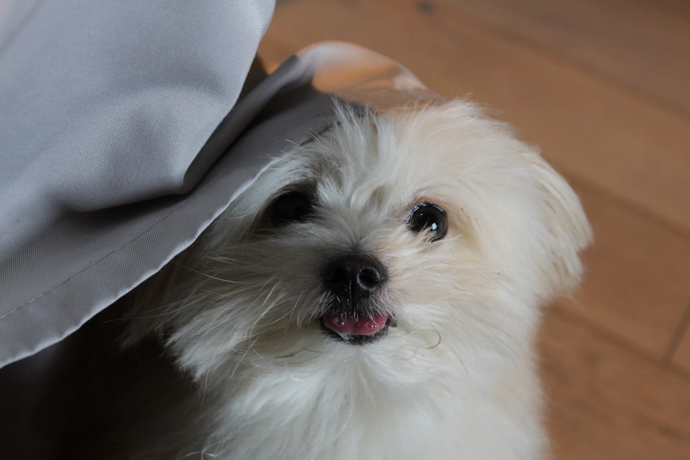 a small white dog with a hat on its head