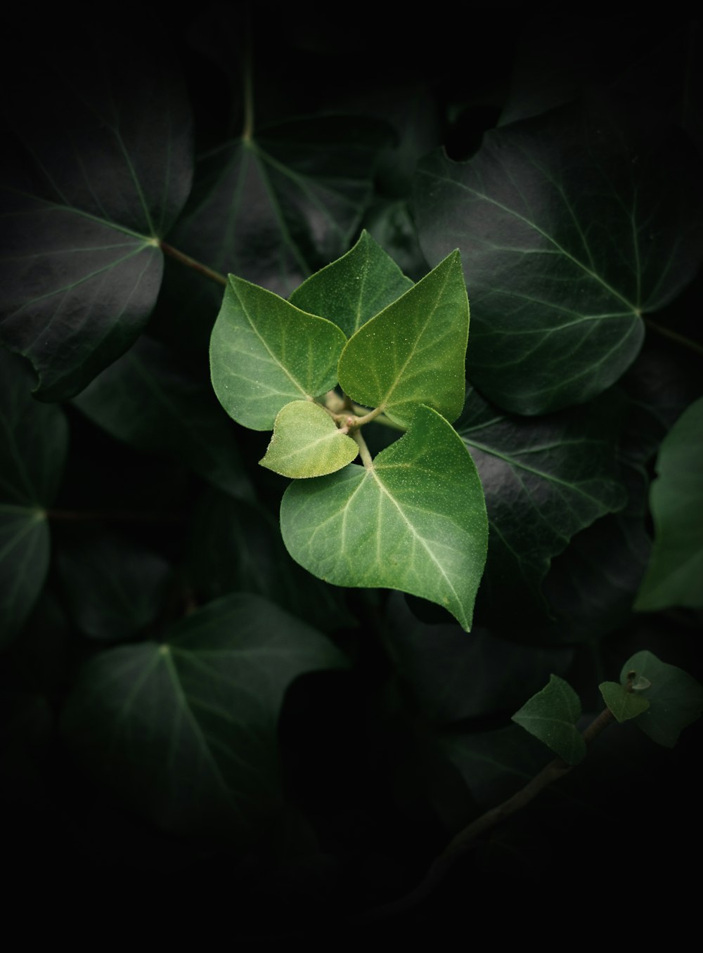 a close up of a green leaf on a plant