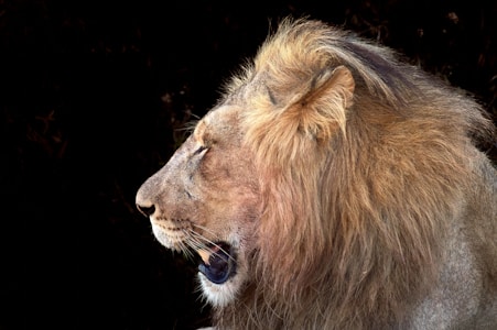 A lion with a full mane is shown in profile, its mouth slightly open as if roaring or yawning. The background is dark, emphasizing the lion's golden-brown fur and majestic appearance.