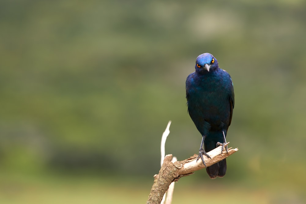 a blue bird sitting on top of a tree branch