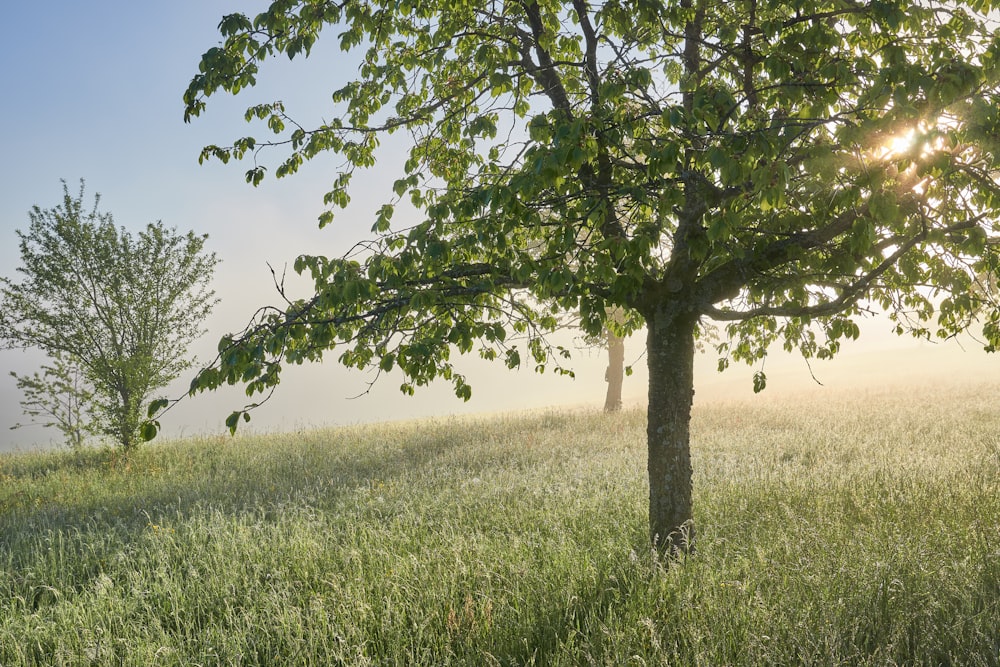 a tree in a field with the sun shining through the trees