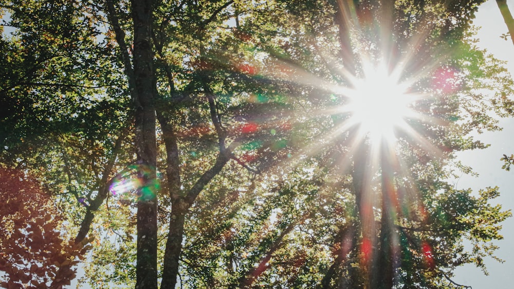 the sun shines brightly through the trees