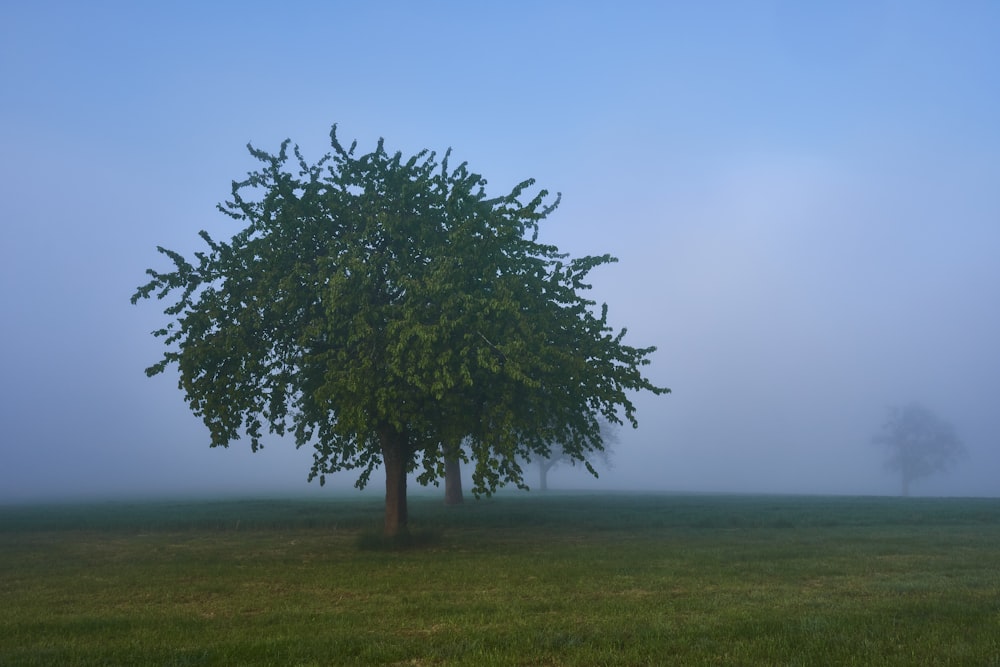 a single tree in a field on a foggy day