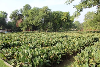 A lush green garden with neatly arranged rows of plants topped with small yellow flowers. Large trees providing shade are visible in the background, accompanied by some red flowering plants. The scene is serene and bathed in sunlight, with a hint of blue sky peeking through the trees.