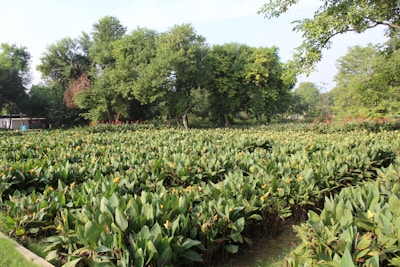 A lush green garden with neatly arranged rows of plants topped with small yellow flowers. Large trees providing shade are visible in the background, accompanied by some red flowering plants. The scene is serene and bathed in sunlight, with a hint of blue sky peeking through the trees.