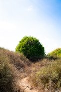 a dirt path leading to a tree on a hill