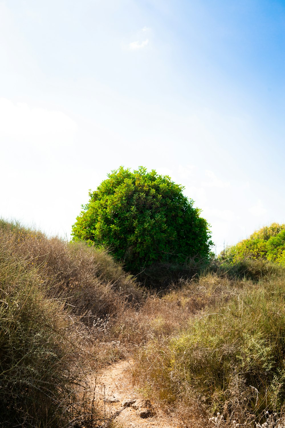 a dirt path leading to a tree on a hill