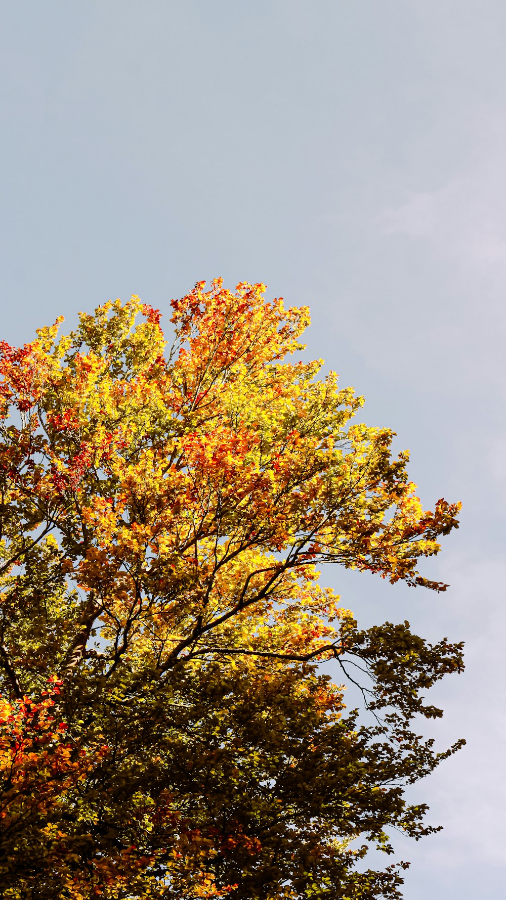 a large tree with yellow and red leaves