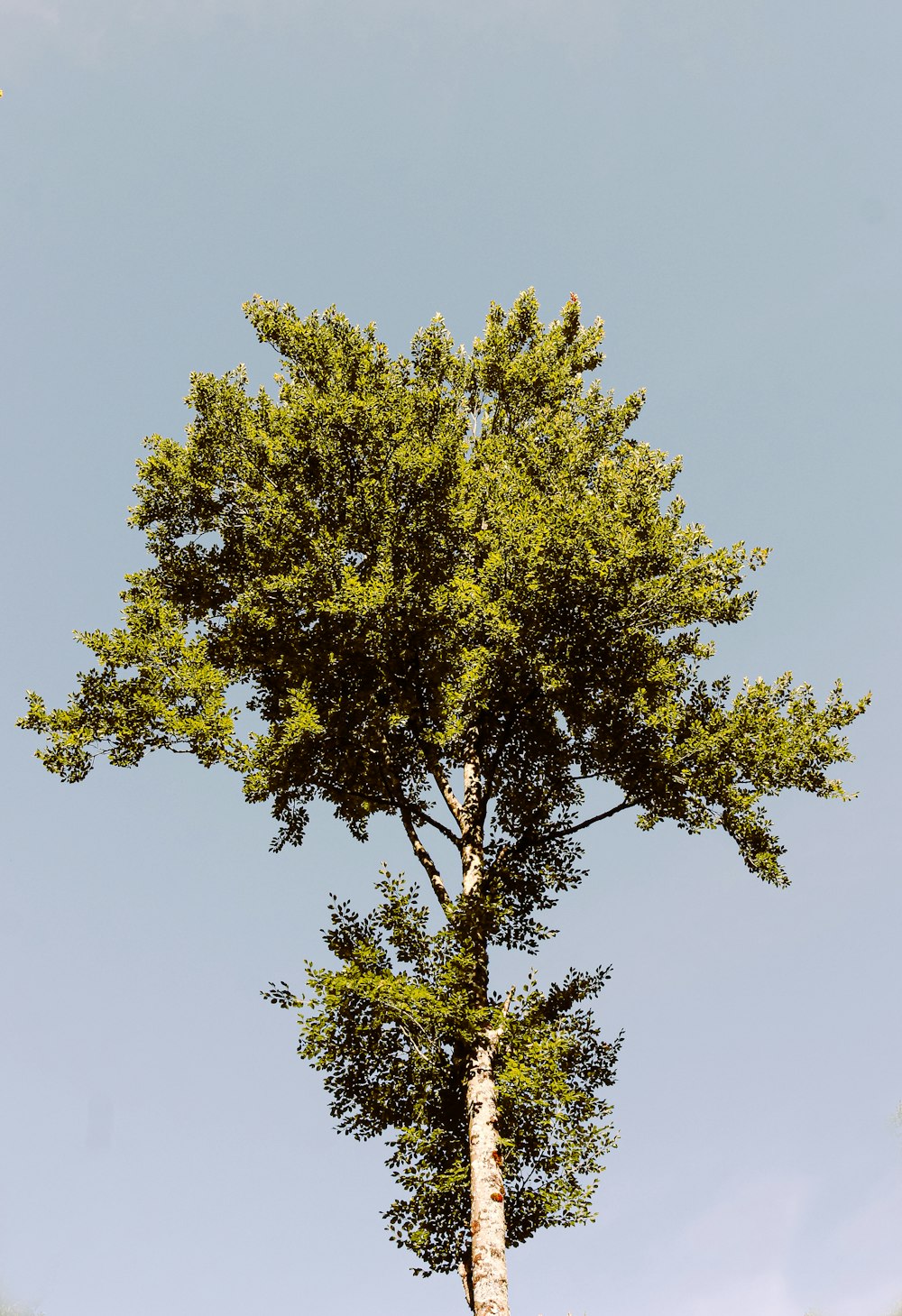 Un árbol verde alto con un fondo de cielo