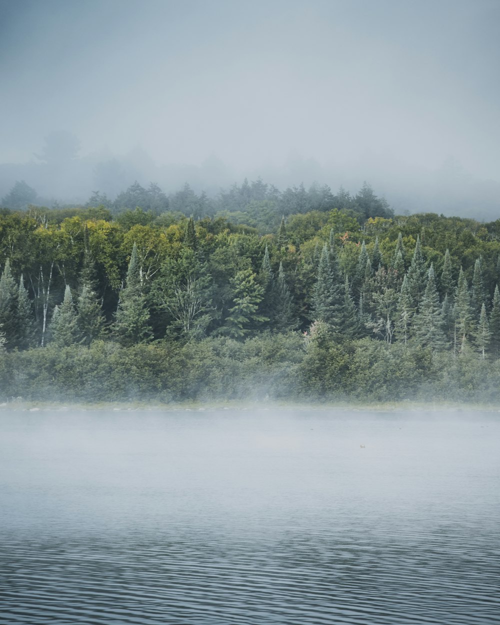 a body of water surrounded by trees and fog