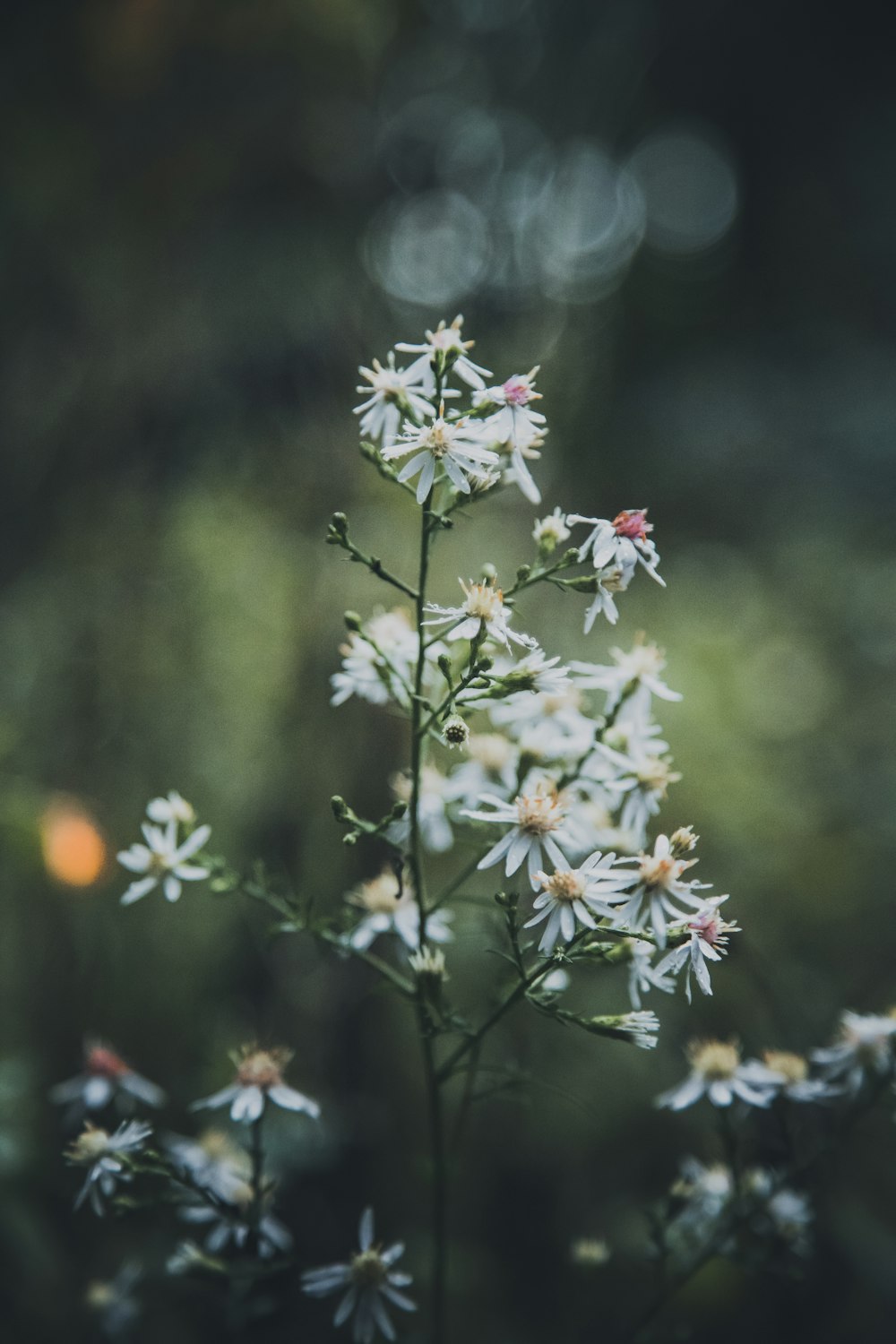 a close up of a flower with blurry background