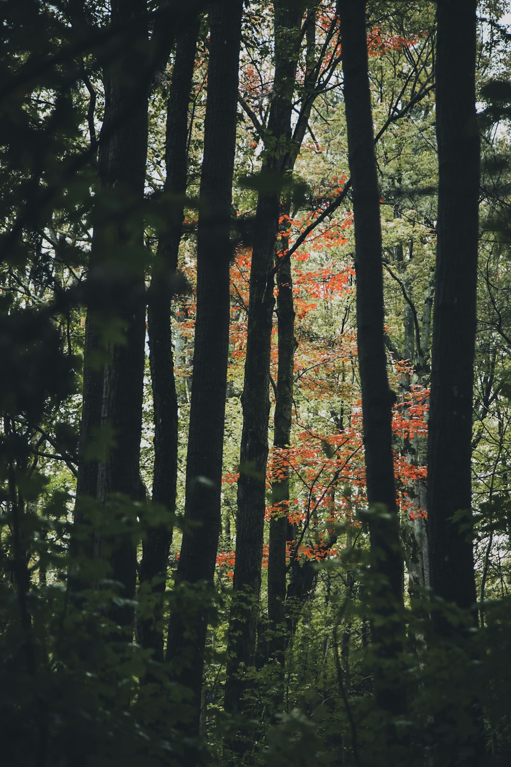 a forest filled with lots of tall trees