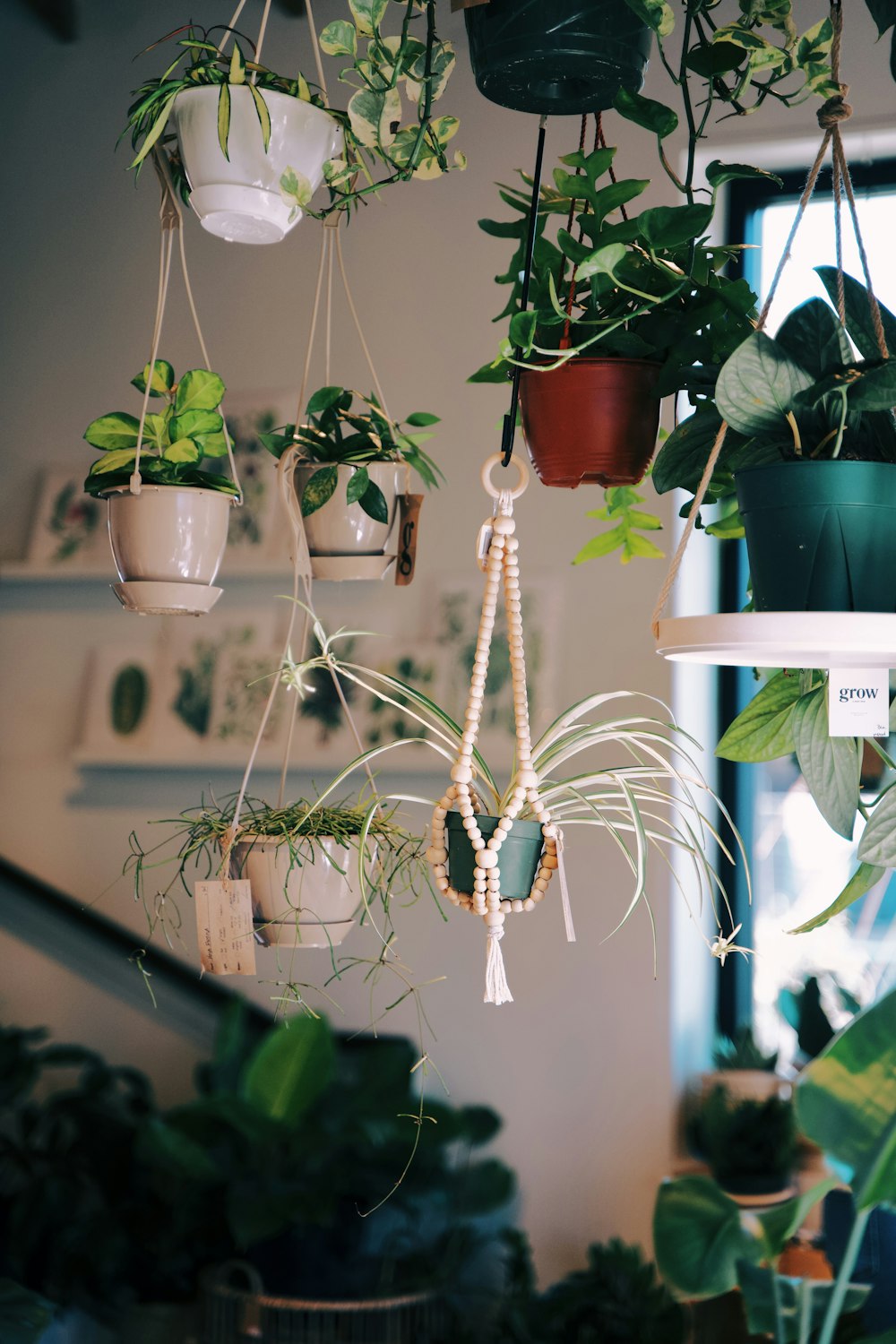 a bunch of potted plants hanging from a ceiling