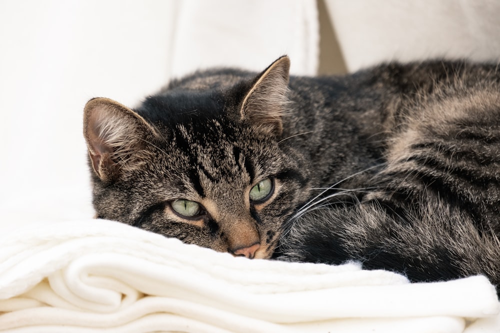 Un gatto sdraiato sopra una coperta bianca