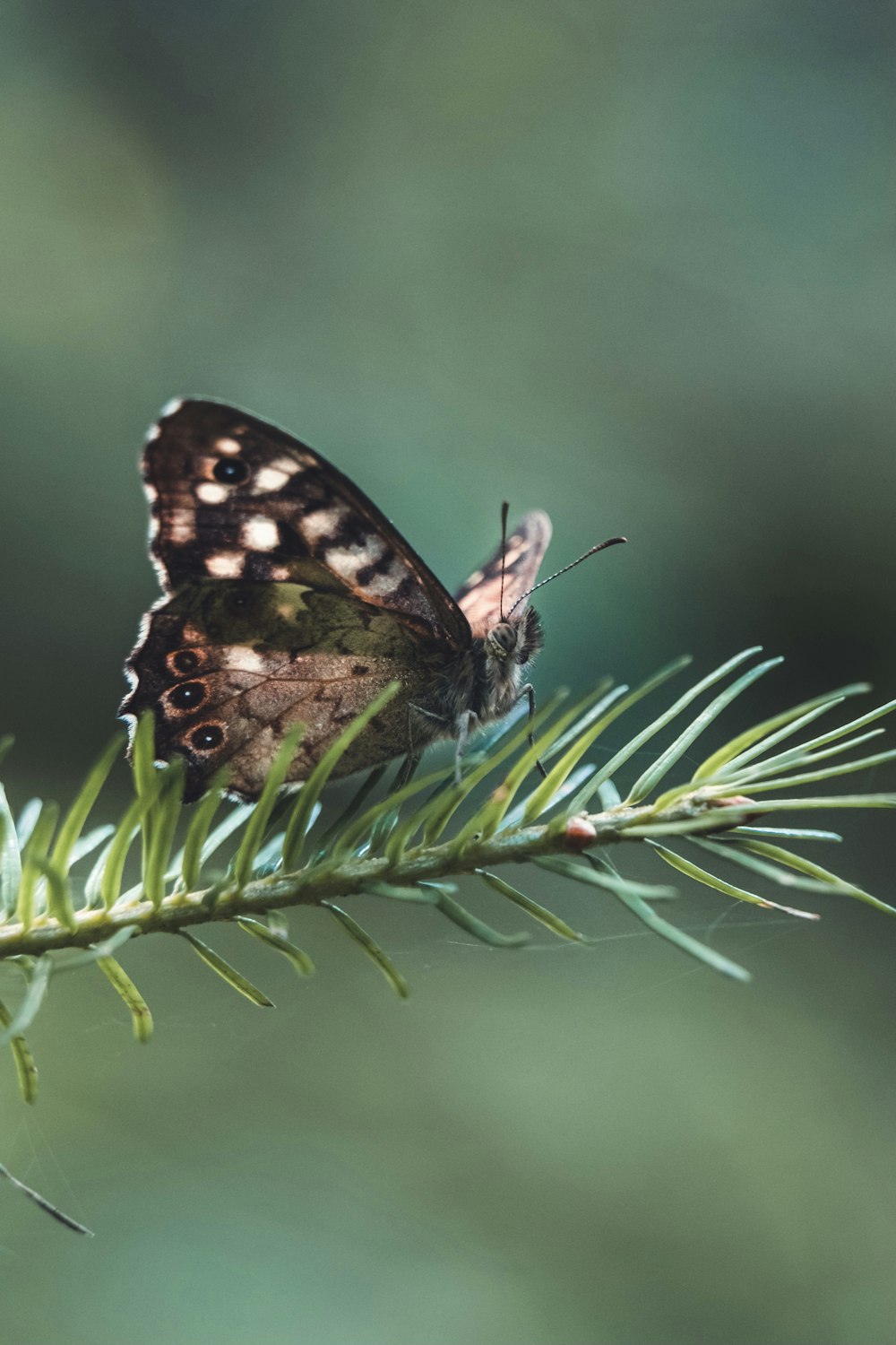 a brown and black butterfly sitting on top of a pine branch