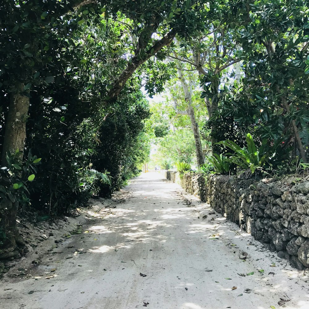 a dirt road surrounded by trees and bushes