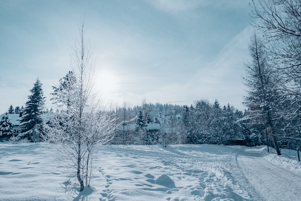a snow covered field with trees and a house in the background